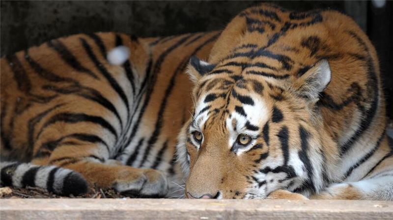 Vietnam: Dutzende Tiger und Löwen an Vogelgrippe verendet Mehr als 50 Raubkatzen sind bereits verendet. (Symbolbild)