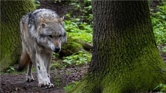 Mehr als 500 Wölfe streifen Schätzungen zufolge durch Niedersachsen. (Symbolbild)
