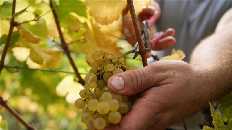 Mehr als zwei Drittel des produzierten Weins ist Weißwein.