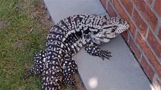 Mehrere Anrufe gingen bei der Polizei Cuxhaven ein, weil angeblich ein Krokodil gesichtet worden ist. Der Teju ist einem Anwohner entlaufen.