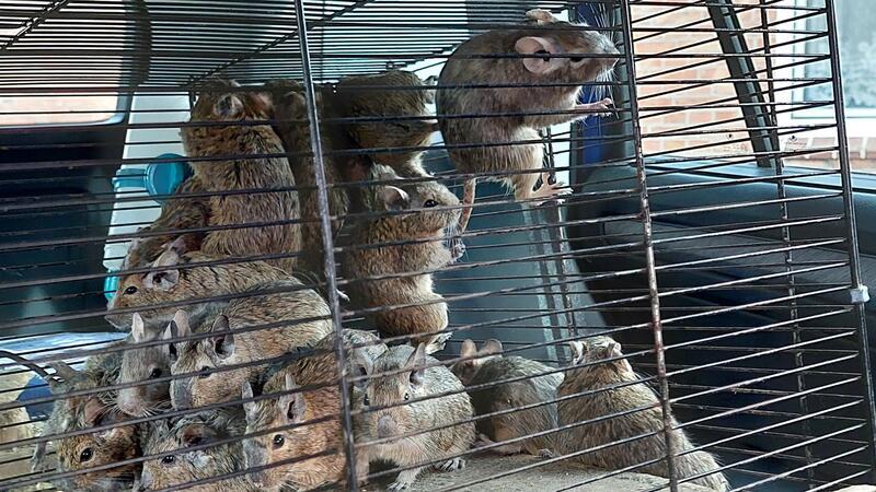 „Rattenplage“: Mehr als 600 Degus in Wohnung gehortet Mehrere Degus sitzen in einem Käfig in einem Auto.