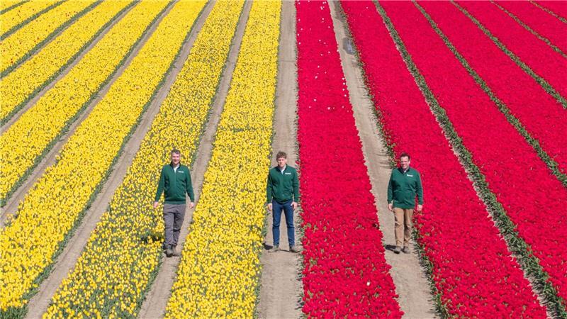 Mehrere Millionen Tulpen in verschiedenen Farben sorgen für bunte Felder.
