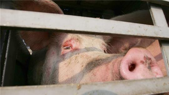 Mehrere Schweine sind aus einem Tiertransporter gefallen. (Symbolbild)