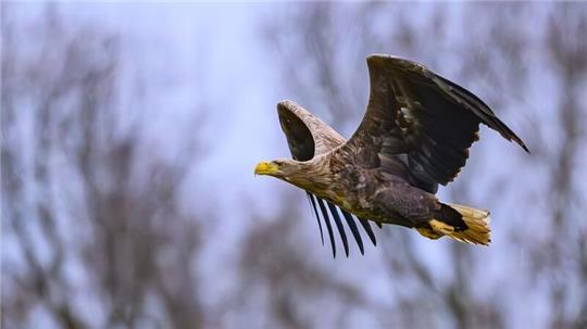 Mehrere verendete Seeadler und Mäusebussarde wurden in den vergangenen Wochen in Schleswig-Holstein gefunden (Archivbild).
