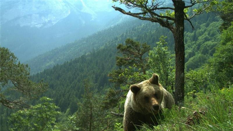 Mehrfach gab es im Trentino Attacken von Bären auf Menschen. (Symbolfoto)
