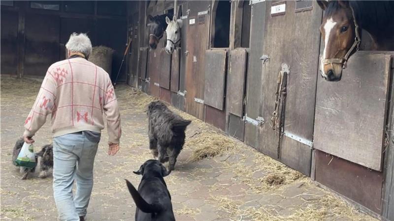 Nachfolger mit Herz gesucht: Gnadenhof „Pferdeoase“ steht vor dem Aus Mehrmals am Tag geht Bernhard Kutz bei den Tieren vorbei und schaut nach dem Rechten. Foto: Krabbenhoeft