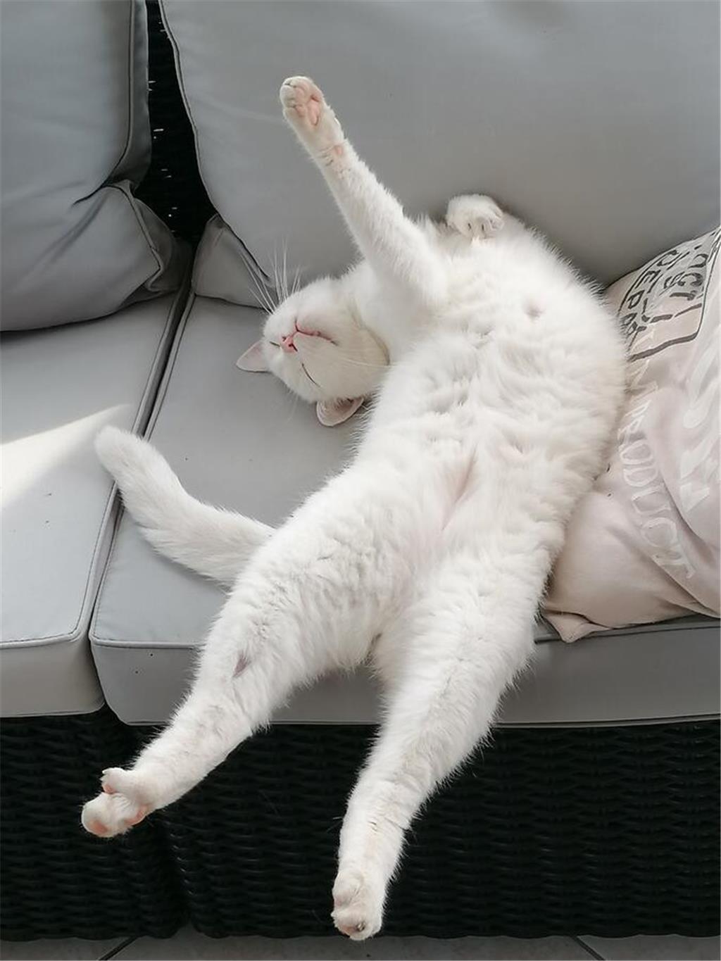 Melanie Tesmer schreibt: "Kater Pino ist nun 14 Jahre alt und dieses Foto ist en...