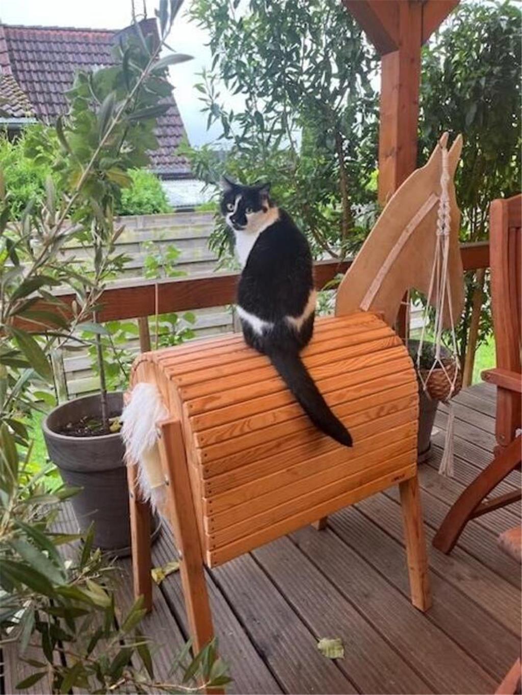 Melanie Zeidler hat diesen Schnappschuss von ihrer Katze Fine gemacht. Fine ist ...