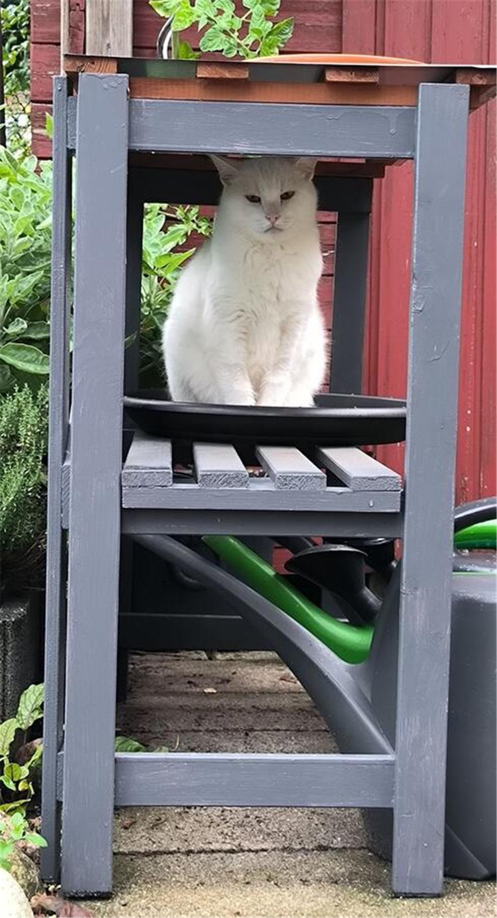 Melanies Katze hört auf den Namen Pino und ist 15 Jahre alt. 