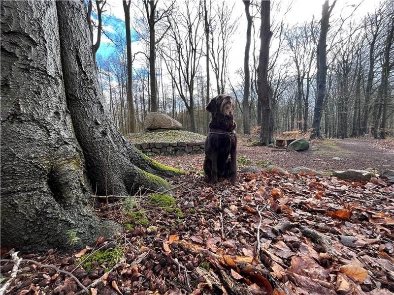Im Nottensdorfer Ruhewald reist man mit dem Haustier ins Jenseits Mensch-Tier-Bestattung: Labradoodle Tante Käthe wacht über die toten Pekinesen von Hans Much (1880-1932). Das Grab des Arztes und seiner Hunde liegt in Nottensdorf - unmittelbar am Ruhewald. Foto: Vasel