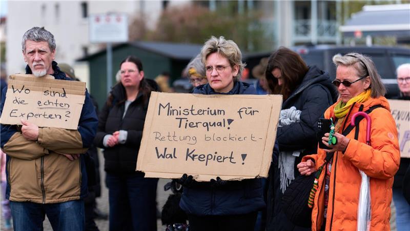 Menschen demonstrierten bereits in den vergangenen Tagen für die Rettung des gestrandeten Buckelwals. (Archivbild)