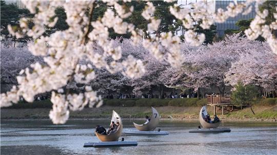 Menschen fahren in Seoul mit Booten in einem Park neben blühenden Kirschblüten.
