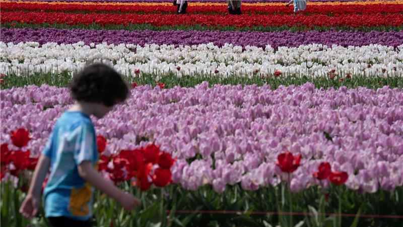 Menschen gehen zwischen Tulpen auf der Wooden Shoe Tulpenfarm im US-Bundesstaat Oregon.