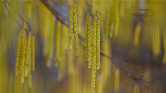 Menschen mit einer Haselpollen-Allergie könnten bereits Symptome spüren.