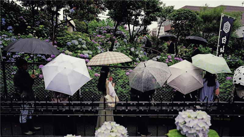 Menschen stehen Schlange, um blühende Hortensien im Regen am Hakusan-Schrein zu betrachten, zu Beginn der Regenzeit in Tokio.
