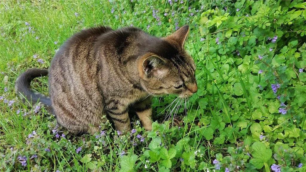 Micra ist eine ehemalige Straßenkatze aus dem Tierheim. "Heute ist sie eine treu...