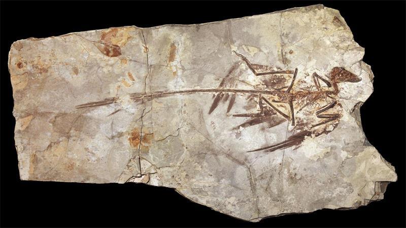 Warum Dinosaurier nie so klein waren wie eine Maus Microraptoren waren gefiederte Dinosaurier, die in der frühen Kreidezeit lebten. (Handout)