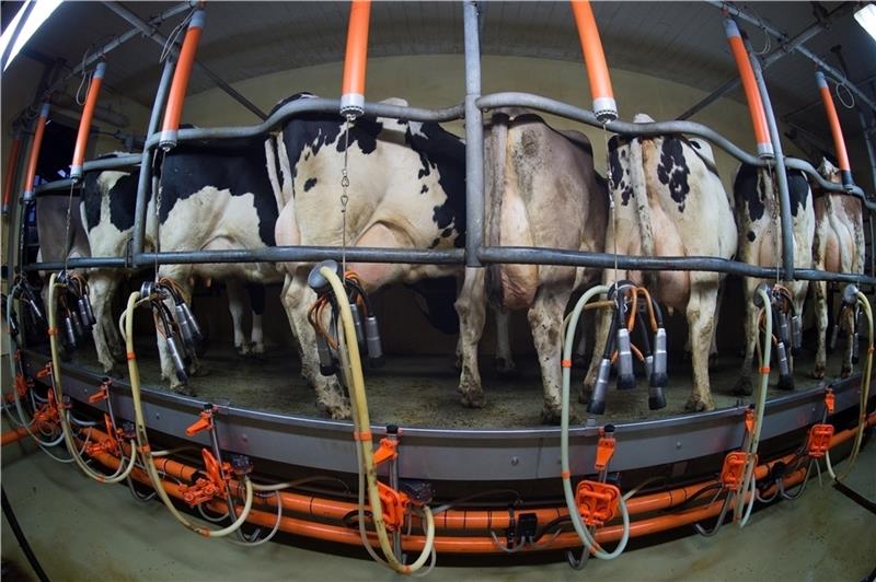 Milchkühe im Melkstand: Immer weniger Betriebe arbeiten im Landkreis Stade immer effizienter. Foto Rainer Jensen/dpa