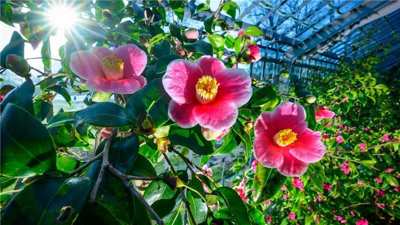 Milde Temperaturen sind für die nächsten Tage vorhergesagt.
