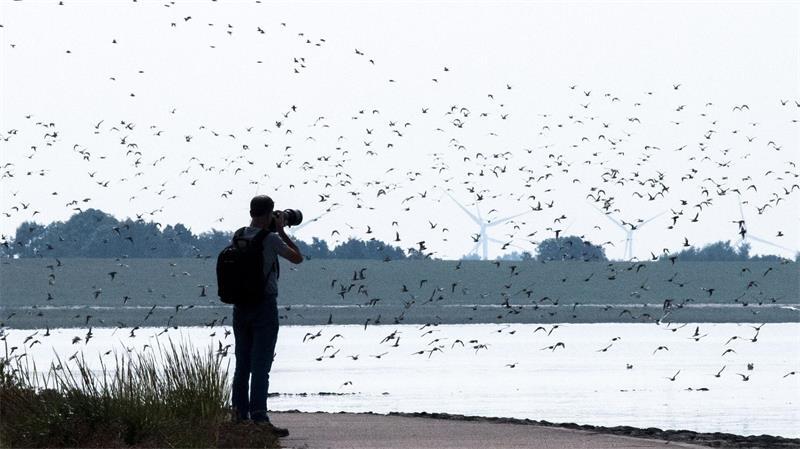 Millionen von Zugvögeln werden in diesen Wochen vor ihrem Weiterflug gen Süden an der niedersächsischen Wattenmeerküste erwartet. (Archivbild)