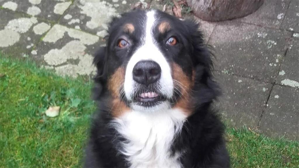 „Milly, 13 Jahre, wird einen kleinen schönen gemütlichen Spaziergang machen, ein...