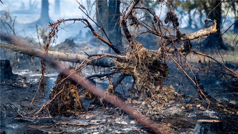 Mehrere Wälder im Osten Deutschlands brennen Mindestens 250 Hektar Wald sind in Thüringen von dem Brand betroffen.