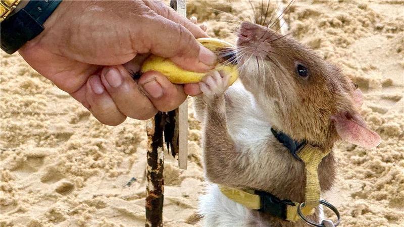 Denkmal für eine Ratte: Minenheld Magawa wird zur Legende Minensuchratten werden vor allem mit Bananen und Erdnüssen belohnt.