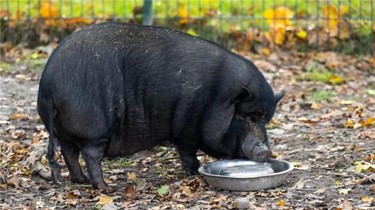 Minischweine werden bei Sabine Bracker auf dem Gnadenhof bei Ebstorf im Landkreis Uelzen häufig abgeben.