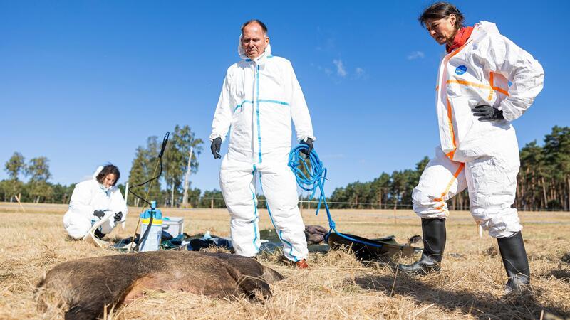 Niedersachsen rüstet sich gegen Afrikanische Schweinepest Ministerin Stadte (rechts) und Eberhard Haunhorst, Präsident vom Niedersächsischen Landesamt für Verbraucherschutz und Lebensmittelsicherheit, an einem zu Übungszwecken ausgelegten Wildschweinkadaver.