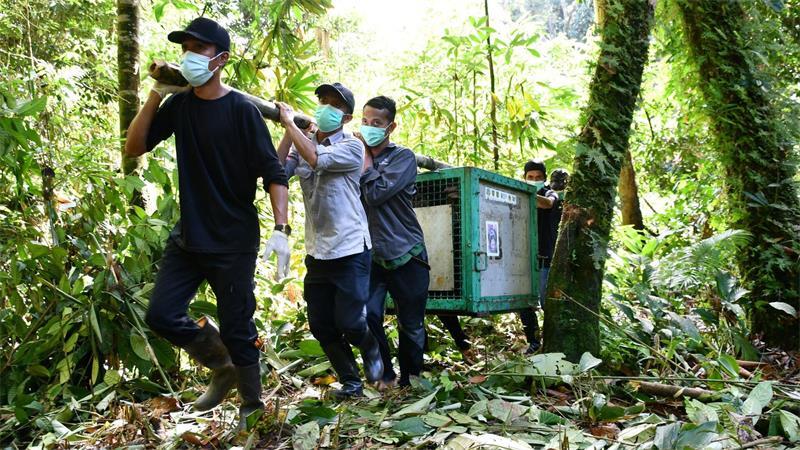Vom Brandopfer zur Freiheit: Orang-Utan Himba ausgewildert Mit Auto, Boot und zu Fuß wurde Himba in seiner Transportbox in den Dschungel gebracht.