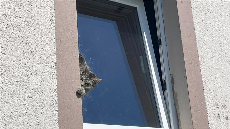 Mit Hilfe einer Drehleiter befreite die Feuerwehr das Tier.