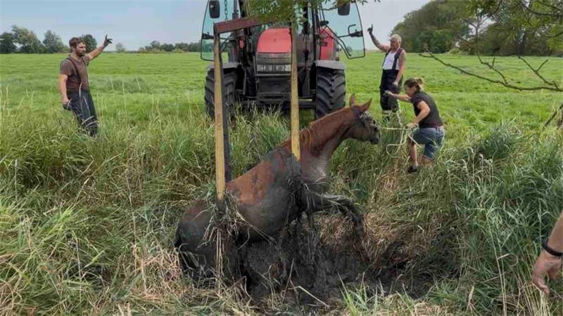 Mit Hilfe eines Treckers wurde das Pferd aus dem Wassergraben in Drochtersen gehoben.