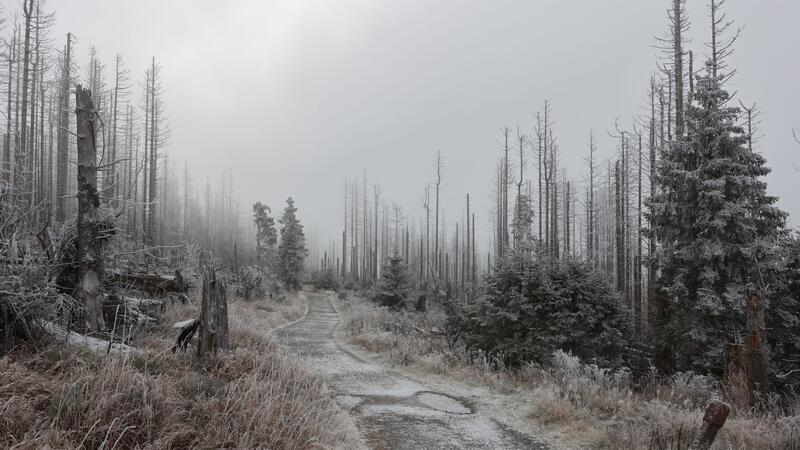 Mit Raureif bedeckt ist die Landschaft im Nationalpark Harz am Brocken.