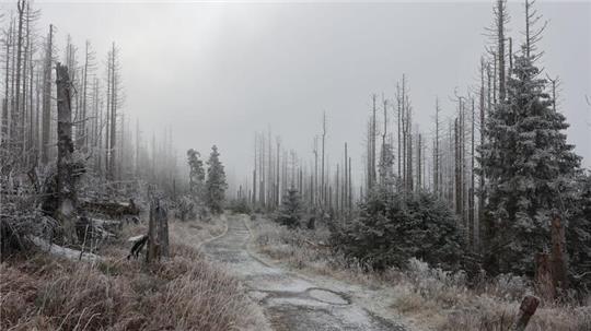 Mit Raureif bedeckt ist die Landschaft im Nationalpark Harz am Brocken.