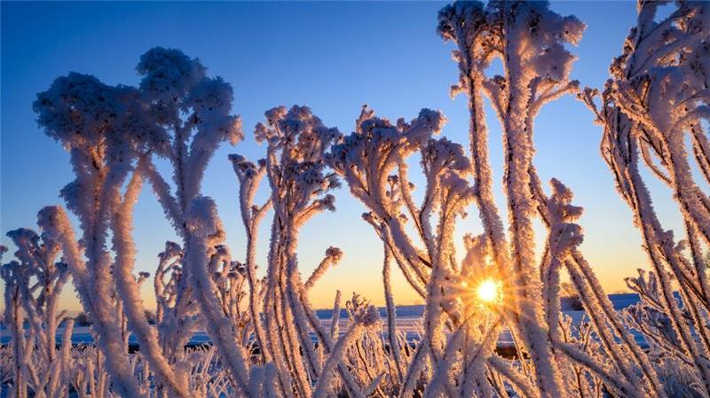 Mit Raureif überzogen stehen Pflanzen bei Sonnenaufgang im Oderbruch. 