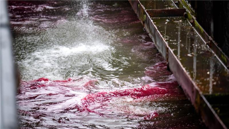 Ölfilm in Cuxhaven größer als angenommen – 12.000 Liter Diesel ausgetreten Mit Spezialausrüstung bekämpfen Einsatzkräfte das ausgelaufene Öl im Hafen. Nach der Kollision zweier Schiffe im Hafen von Cuxhaven ist Treibstoff ins Wasser gelangt.