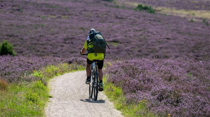 Küste, Harz, Heide: Wo es Zimmer für Kurzentschlossene gibt Mit dem Start der flächendeckenden Heideblüte wird ab Ende Juli gerechnet. (Archivbild)