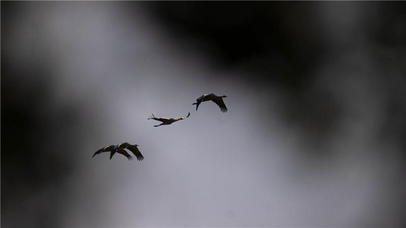 Mit dem Vogelzug breitet sich auch die Vogelgrippe verstärkt aus – in diesem Jahr sind besonders viele Kraniche betroffen. (Archivbild)