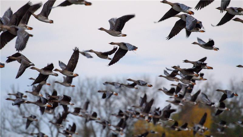 Vogelgrippe breitet sich aus – Wie gefährlich ist das? Mit dem Vogelzug erhöht sich alljährlich im Herbst die Gefahr, dass auch das Vogelgrippe-Virus eingeschleppt wird. (Symbolbild)