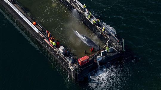 Mit dem Wal in der Barge nahm der Schleppverband Kurs auf die Nordsee