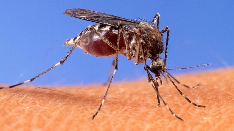 Mit dem West-Nil-Virus übertragen einheimische Mücken seit einigen Jahren einen potenziell tödlichen Erreger. (Archivbild)