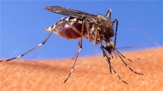 Mit dem West-Nil-Virus übertragen einheimische Mücken seit einigen Jahren einen potenziell tödlichen Erreger. (Archivbild)