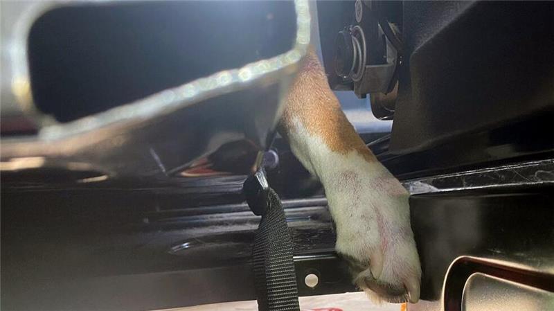 Tierischer Noteinsatz für Feuerwehr Buxtehude mit Happy End Mit den Krallen der Pfote hing der neun Jahre alte Rüde Sam fest.