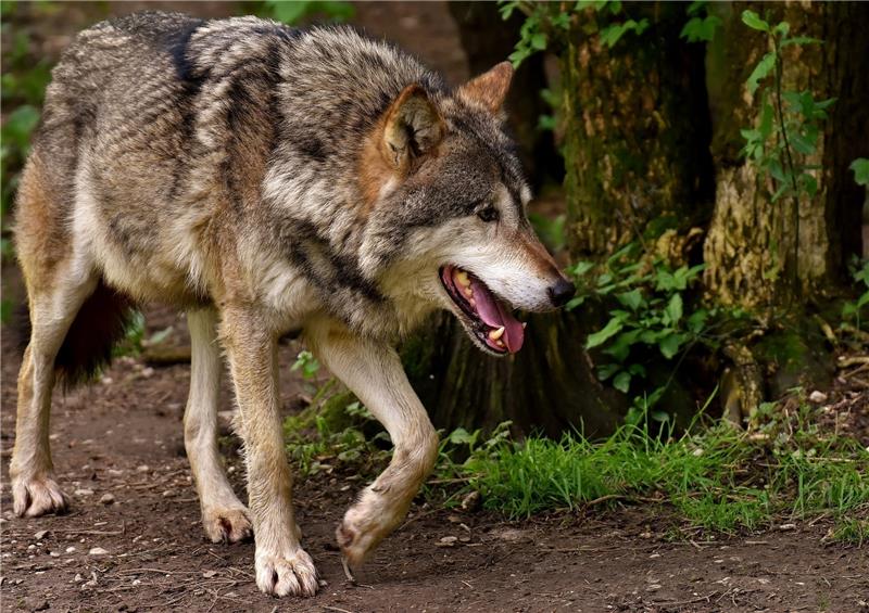 Mit der Aufnahme des Wolfs ins Jagdrecht dürfen die Tiere künftig abgeschossen werden. Foto: Pixabay.de