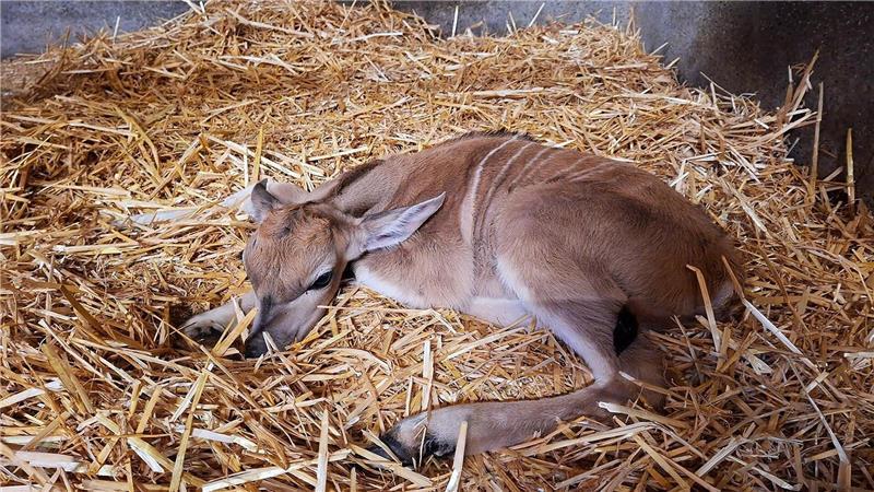 Mit der Geburt von Elenantilopen-Jungtier Nadia beteiligt sich der Tierpark Hagenbeck am Schutz einer bedrohten Tierart.