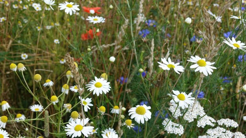 Mit der richtigen Mischung für den jeweiligen Boden blüht auch eine Fläche mit Gras regelmäßig auf.