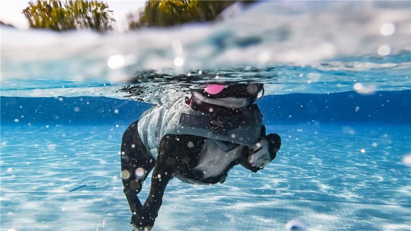 Mit der richtigen Planung hat auch der Vierbeiner Spaß im Urlaub.