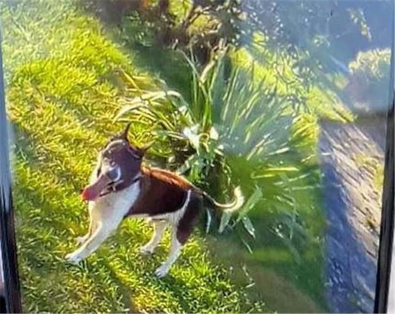 89-Jähriger stiehlt herzkranken Hund Mit diesem Foto von Lucki sucht die Polizei nach dem Jack-Russel-Terrier. Foto: Polizei
