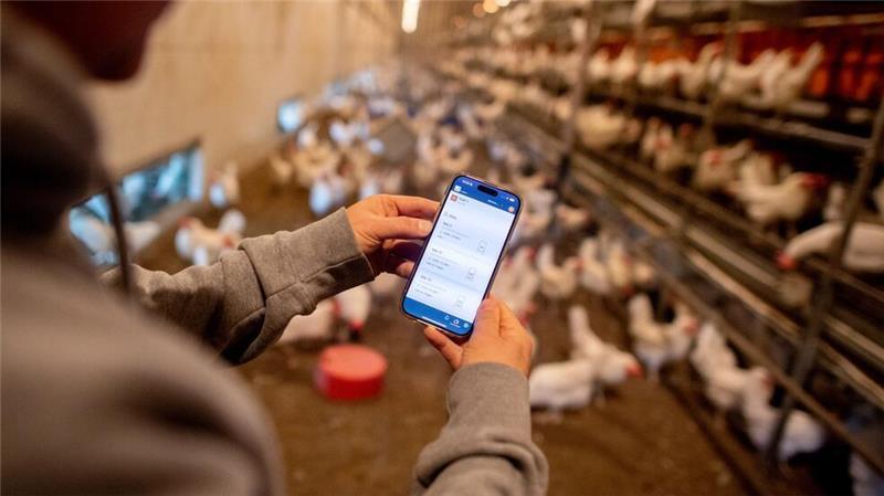 Mit einem Blick aufs Smartphone werden Landwirte informiert, wie es ihren Tieren im Stall geht - Künstliche Intelligenz hält in der Landwirtschaft Einzug.