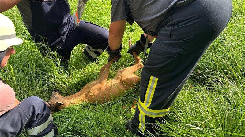 Feuerwehr rettet hilflosen Rehbock aus Drahtfalle Mit einem Bolzenschneider befreiten sie das Tier behutsam aus seiner misslichen Lage.